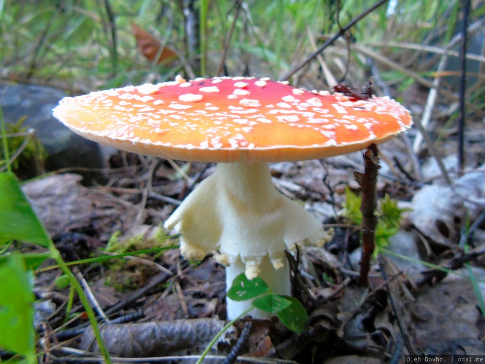 мухомор, Карелия